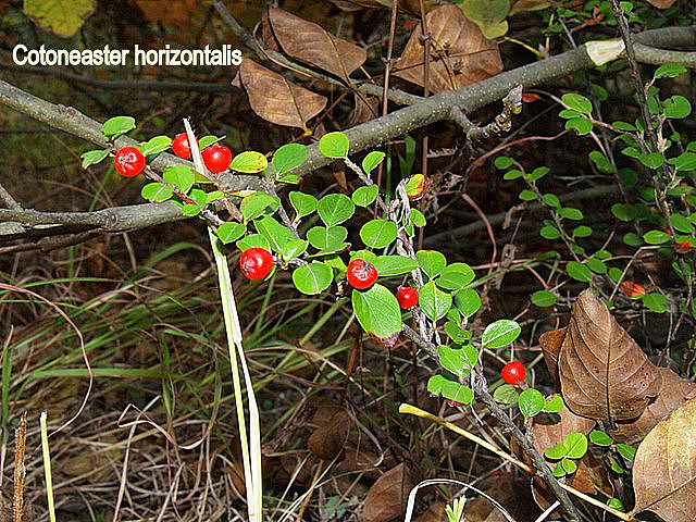 معرفی و راهنمای پرورش گیاهان زینتی فضای باز - شیر خشت